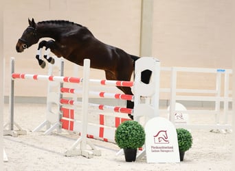 Sportivo Tedesco / Sportivo della Germania, Giumenta, 4 Anni, 177 cm, Baio scuro