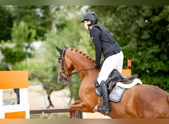 Sportivo Tedesco / Sportivo della Germania, Giumenta, 4 Anni, Sauro