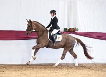 Sportivo Tedesco / Sportivo della Germania, Giumenta, 4 Anni, Sauro scuro