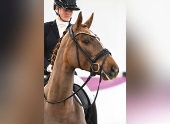 Sportivo Tedesco / Sportivo della Germania, Giumenta, 4 Anni, Sauro scuro