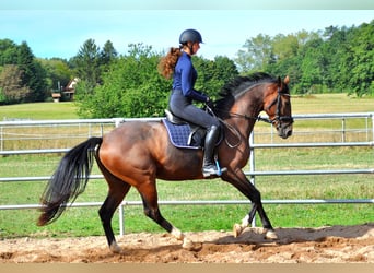 Sportivo Tedesco / Sportivo della Germania, Giumenta, 5 Anni, 158 cm, Baio