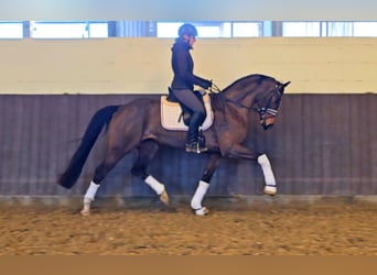 Sportivo Tedesco / Sportivo della Germania, Giumenta, 5 Anni, 162 cm, Baio