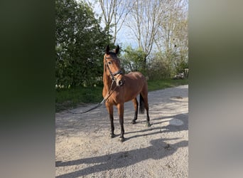 Sportivo Tedesco / Sportivo della Germania, Giumenta, 5 Anni, 163 cm, Baio