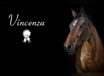 Sportivo Tedesco / Sportivo della Germania, Giumenta, 5 Anni, 164 cm, Baio