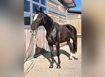 Sportivo Tedesco / Sportivo della Germania, Giumenta, 5 Anni, 164 cm, Morello