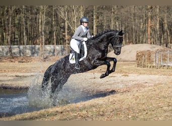 Sportivo Tedesco / Sportivo della Germania, Giumenta, 5 Anni, 164 cm, Morello