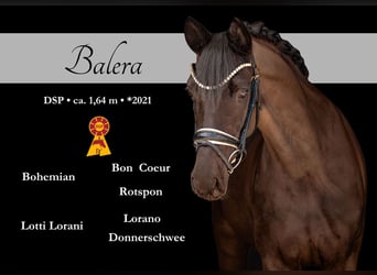 Sportivo Tedesco / Sportivo della Germania, Giumenta, 5 Anni, 164 cm, Morello