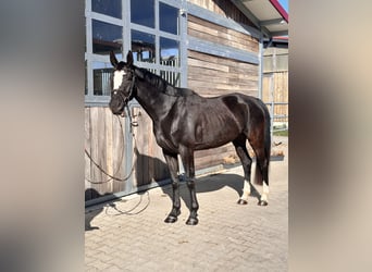 Sportivo Tedesco / Sportivo della Germania, Giumenta, 5 Anni, 164 cm, Morello