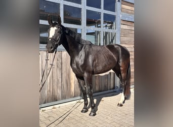 Sportivo Tedesco / Sportivo della Germania, Giumenta, 5 Anni, 164 cm, Morello