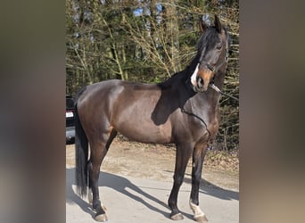 Sportivo Tedesco / Sportivo della Germania, Giumenta, 5 Anni, 165 cm, Baio scuro