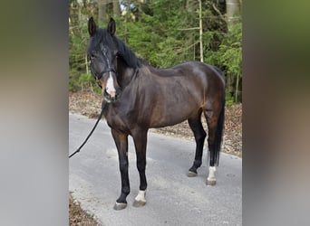 Sportivo Tedesco / Sportivo della Germania, Giumenta, 5 Anni, 165 cm, Baio scuro