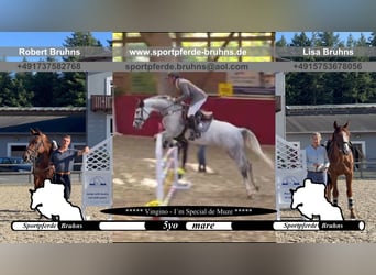 Sportivo Tedesco / Sportivo della Germania, Giumenta, 5 Anni, 165 cm, Grigio