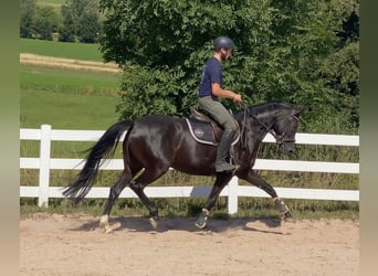 Sportivo Tedesco / Sportivo della Germania, Giumenta, 5 Anni, 165 cm, Morello