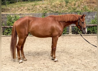 Sportivo Tedesco / Sportivo della Germania, Giumenta, 5 Anni, 165 cm, Sauro