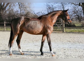 Sportivo Tedesco / Sportivo della Germania, Giumenta, 5 Anni, 166 cm, Baio