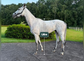 Sportivo Tedesco / Sportivo della Germania, Giumenta, 5 Anni, 166 cm, Grigio
