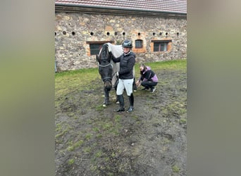 Sportivo Tedesco / Sportivo della Germania, Giumenta, 5 Anni, 166 cm, Morello