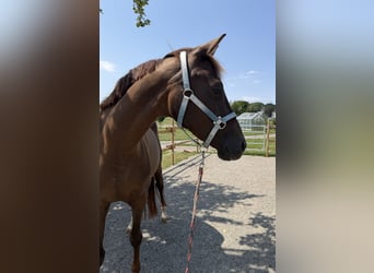 Sportivo Tedesco / Sportivo della Germania, Giumenta, 5 Anni, 166 cm, Sauro scuro
