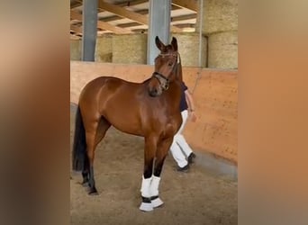 Sportivo Tedesco / Sportivo della Germania, Giumenta, 5 Anni, 167 cm, Baio