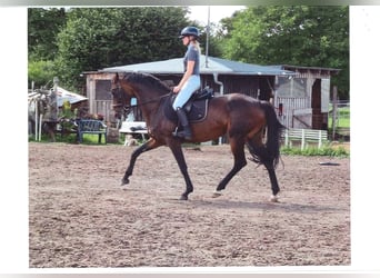 Sportivo Tedesco / Sportivo della Germania, Giumenta, 5 Anni, 167 cm, Baio scuro