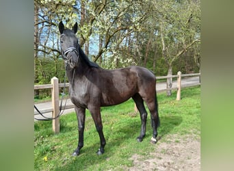 Sportivo Tedesco / Sportivo della Germania, Giumenta, 5 Anni, 167 cm, Baio scuro