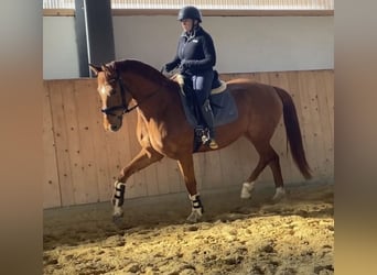 Sportivo Tedesco / Sportivo della Germania, Giumenta, 5 Anni, 167 cm, Sauro
