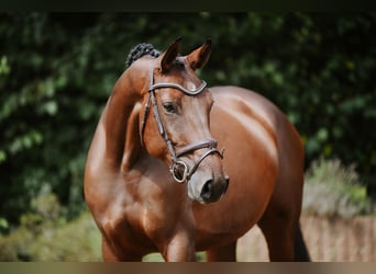 Sportivo Tedesco / Sportivo della Germania, Giumenta, 5 Anni, 168 cm, Baio