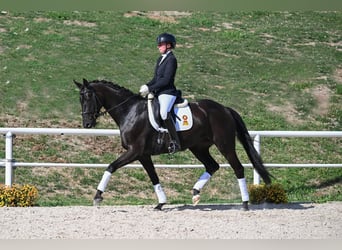 Sportivo Tedesco / Sportivo della Germania, Giumenta, 5 Anni, 168 cm, Baio nero