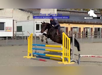 Sportivo Tedesco / Sportivo della Germania, Giumenta, 5 Anni, 168 cm, Baio scuro