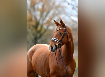 Sportivo Tedesco / Sportivo della Germania, Giumenta, 5 Anni, 168 cm, Sauro