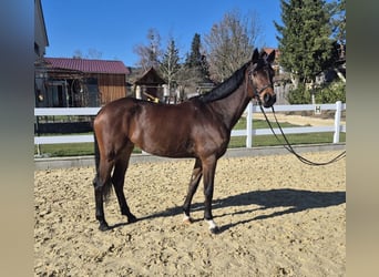 Sportivo Tedesco / Sportivo della Germania, Giumenta, 5 Anni, 169 cm, Baio scuro