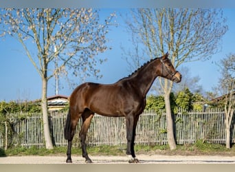 Sportivo Tedesco / Sportivo della Germania, Giumenta, 5 Anni, 169 cm, Baio scuro