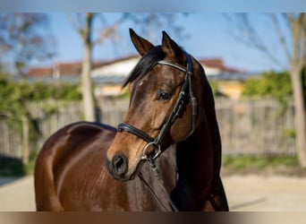 Sportivo Tedesco / Sportivo della Germania, Giumenta, 5 Anni, 169 cm, Baio scuro