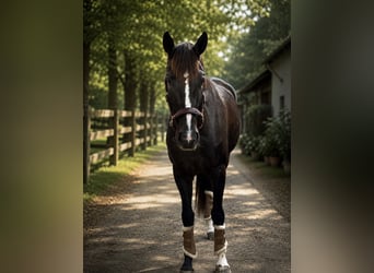 Sportivo Tedesco / Sportivo della Germania, Giumenta, 5 Anni, 169 cm, Sauro scuro