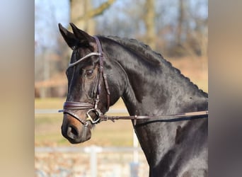 Sportivo Tedesco / Sportivo della Germania, Giumenta, 5 Anni, 170 cm, Baio nero