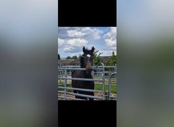Sportivo Tedesco / Sportivo della Germania, Giumenta, 5 Anni, 170 cm, Baio scuro