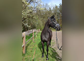 Sportivo Tedesco / Sportivo della Germania, Giumenta, 5 Anni, 170 cm, Baio scuro