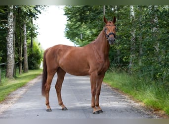 Sportivo Tedesco / Sportivo della Germania, Giumenta, 5 Anni, 170 cm, Sauro