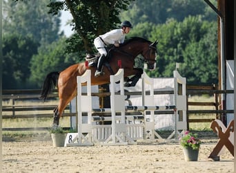 Sportivo Tedesco / Sportivo della Germania, Giumenta, 5 Anni, 171 cm, Baio