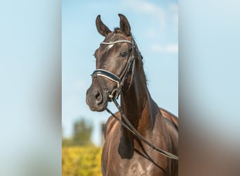 Sportivo Tedesco / Sportivo della Germania, Giumenta, 5 Anni, 171 cm, Morello