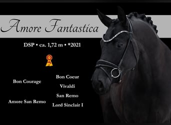 Sportivo Tedesco / Sportivo della Germania, Giumenta, 5 Anni, 172 cm, Morello