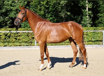 Sportivo Tedesco / Sportivo della Germania, Giumenta, 5 Anni, 172 cm, Sauro