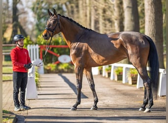 Sportivo Tedesco / Sportivo della Germania, Giumenta, 5 Anni, 173 cm, Baio scuro