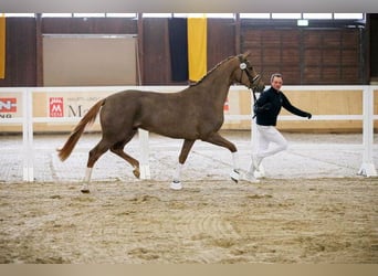 Sportivo Tedesco / Sportivo della Germania, Giumenta, 5 Anni, 174 cm, Sauro scuro