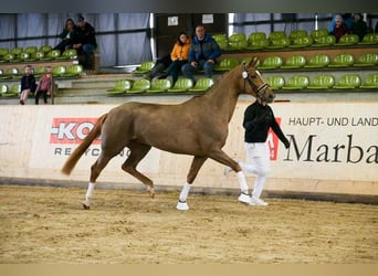 Sportivo Tedesco / Sportivo della Germania, Giumenta, 5 Anni, 174 cm, Sauro scuro