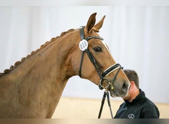 Sportivo Tedesco / Sportivo della Germania, Giumenta, 5 Anni, 174 cm, Sauro scuro