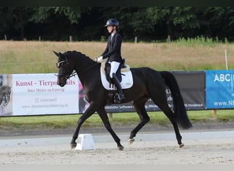 Sportivo Tedesco / Sportivo della Germania, Giumenta, 5 Anni, 176 cm, Baio scuro
