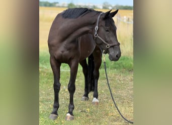 Sportivo Tedesco / Sportivo della Germania, Giumenta, 5 Anni, Baio scuro