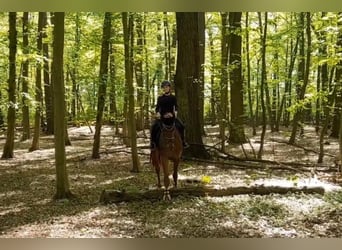 Sportivo Tedesco / Sportivo della Germania, Giumenta, 5 Anni, Sauro