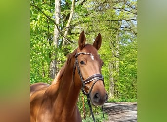 Sportivo Tedesco / Sportivo della Germania, Giumenta, 5 Anni, Sauro